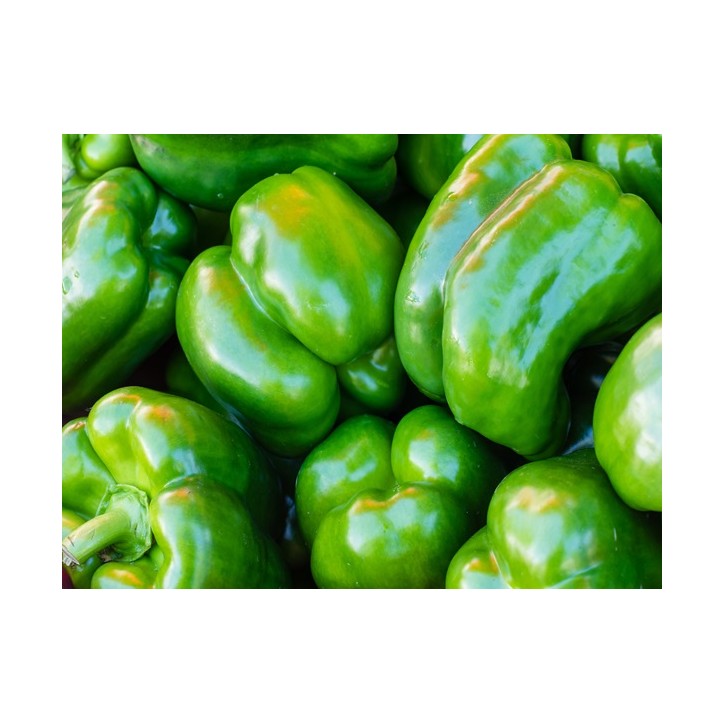 Pepper Seeds, California Wonder Bell Pepper Seeds, California Wonder Bell