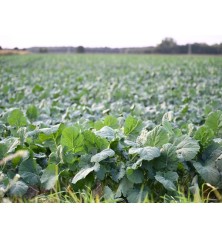 American Purple Top Rutabaga