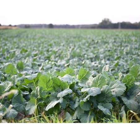 American Purple Top Rutabaga