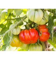 Beefsteak Tomato