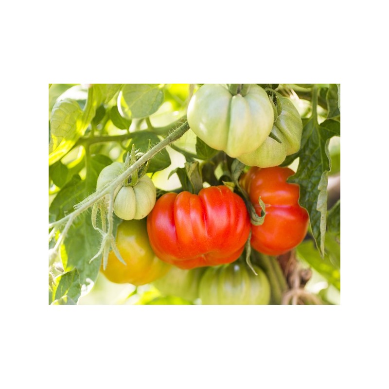 Beefsteak Tomato