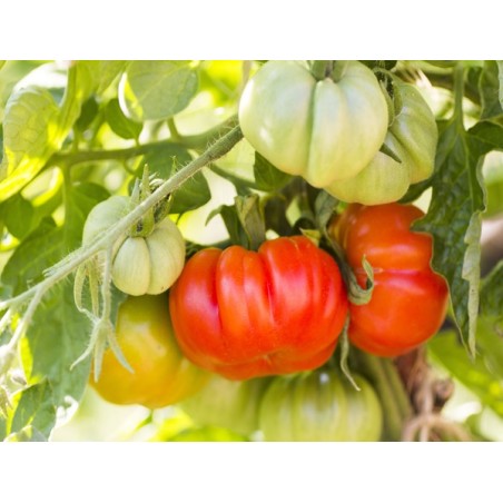 Beefsteak Tomato