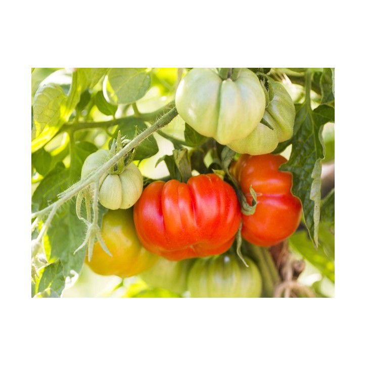 Beefsteak Tomato