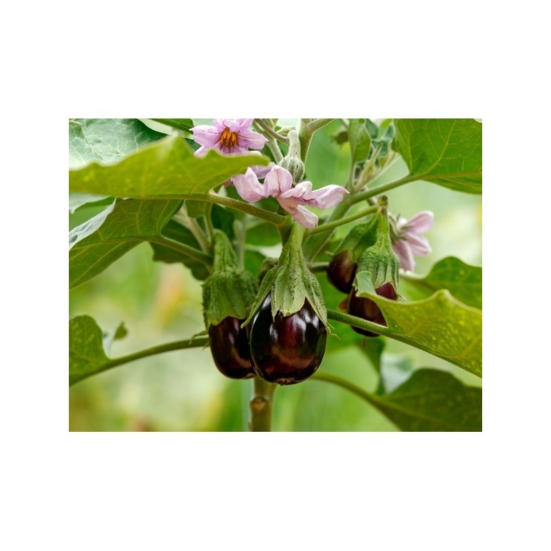 Black Beauty Eggplant