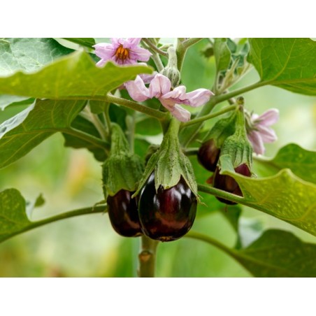 Black Beauty Eggplant