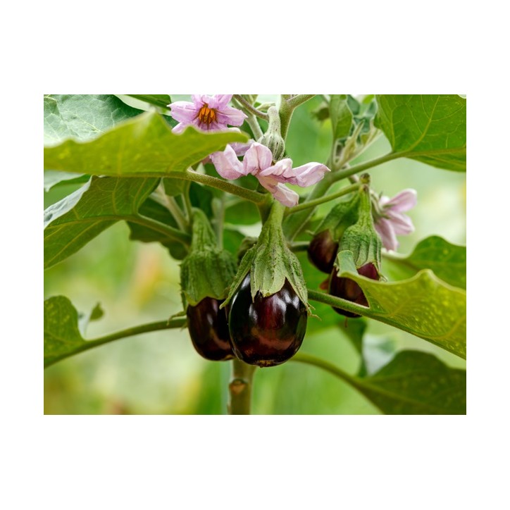 Black Beauty Eggplant