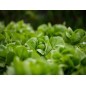 Lettuce Seeds - Black Seeded Simpson Lettuce Seeds - Black Seeded Simpson