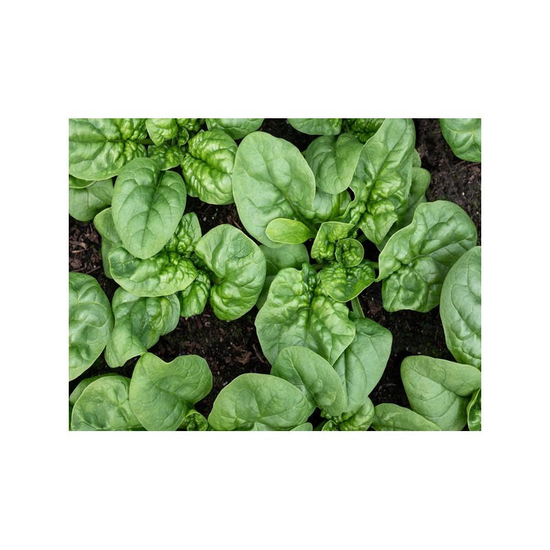 Bloomsdale Spinach
