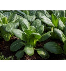 Bok Choy