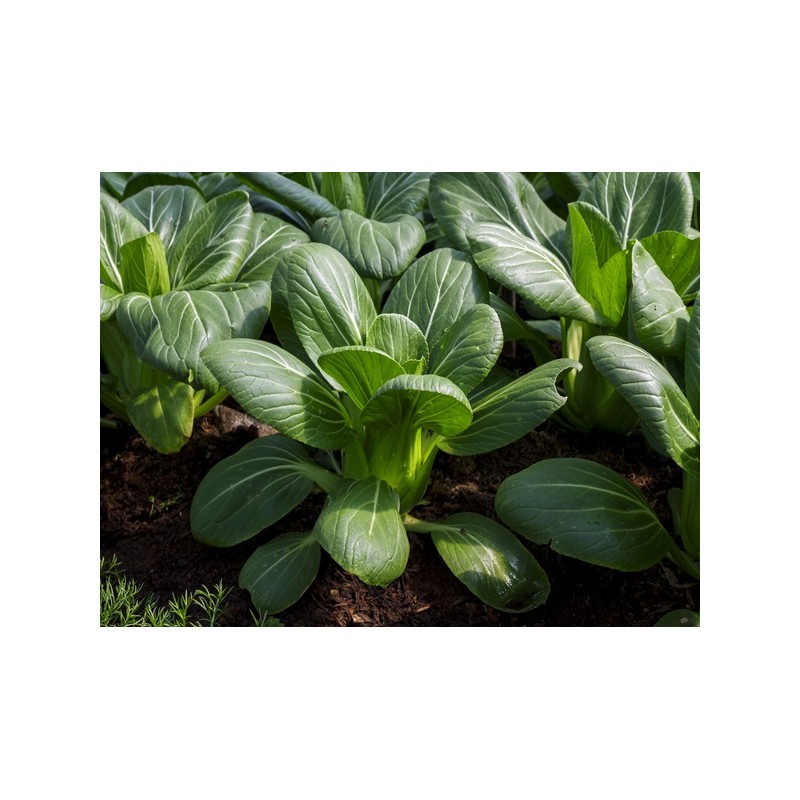 Bok Choy