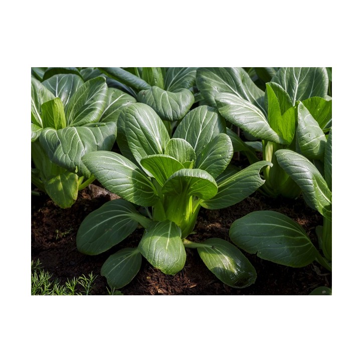 Bok Choy Cabbage