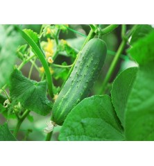 Ashley Cucumber Seeds