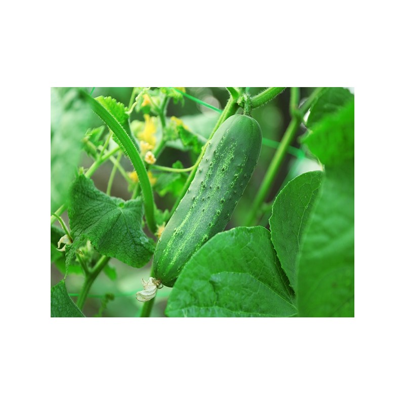 Ashley Cucumber Seeds