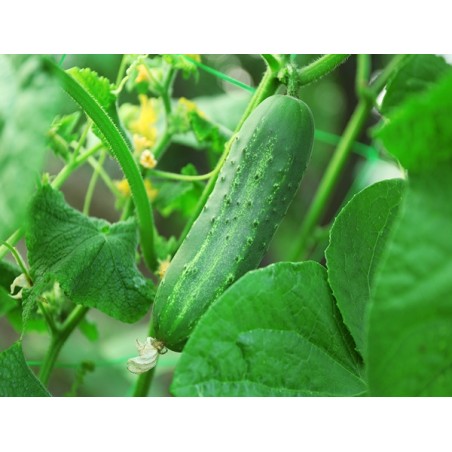 Ashley Cucumber Seeds