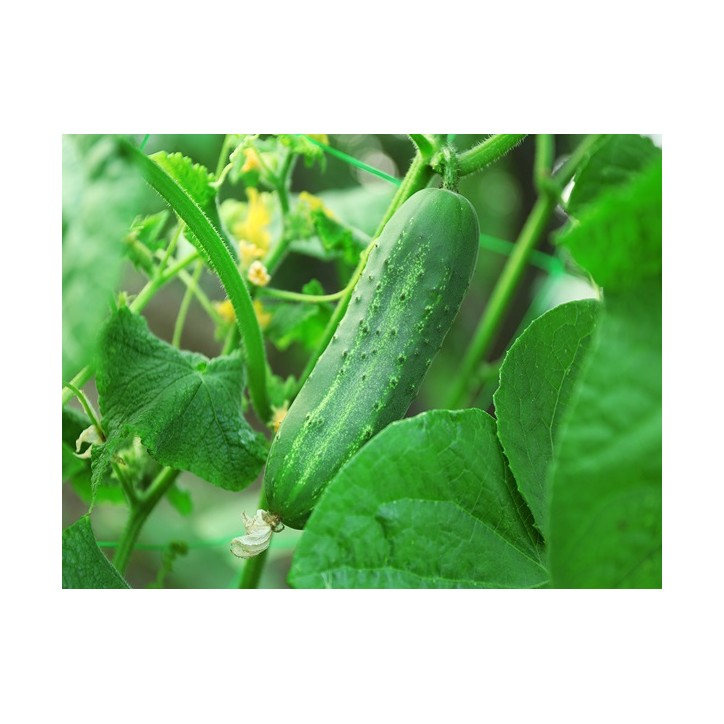 Cucumber Seeds, Ashley Cucumber Seeds, Ashley