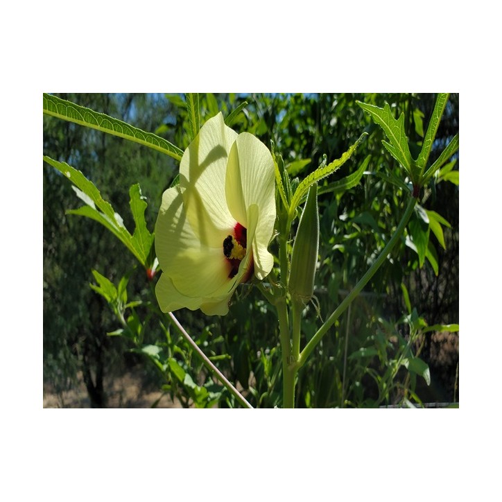 Okra Seeds, Clemson Spineless