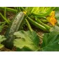 Squash Seeds - Dark Green Zucchini