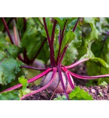 detroit-dark-red-beets