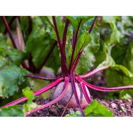 detroit-dark-red-beets