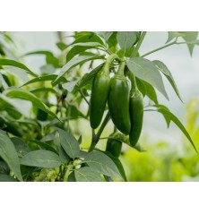 early-jalapeno-pepper