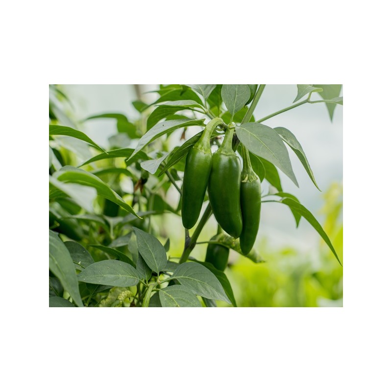 early-jalapeno-pepper