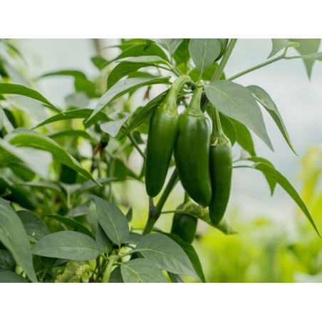 early-jalapeno-pepper