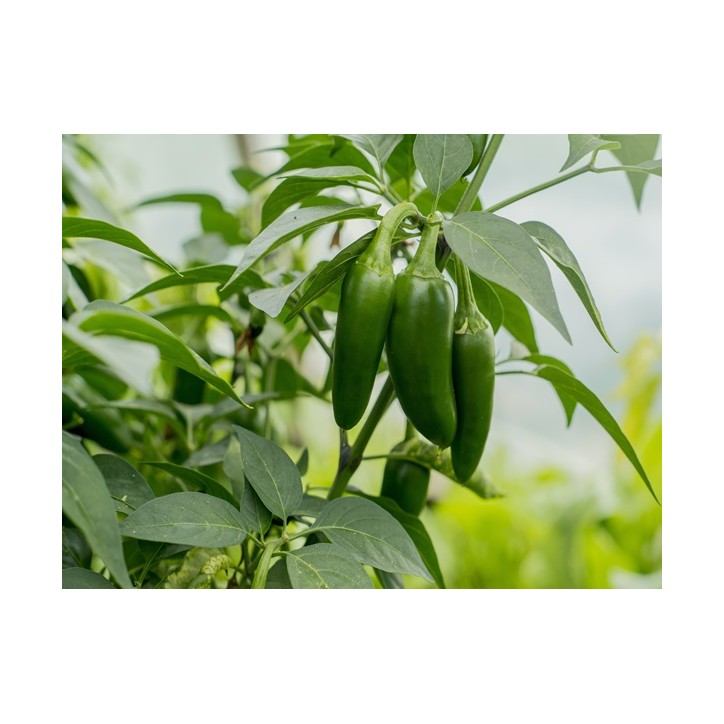 Early Jalapeno Pepper