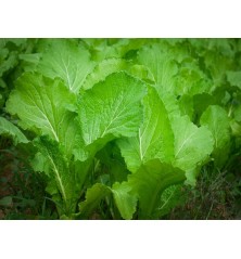 Florida Broadleaf Mustard