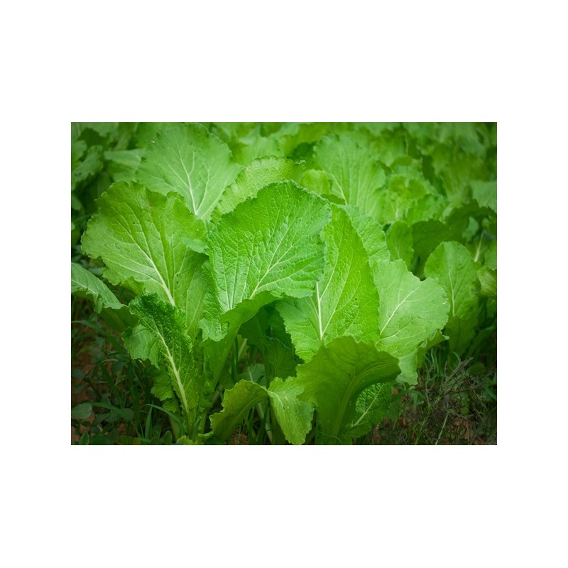 Florida Broadleaf Mustard