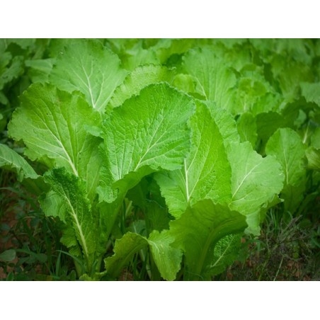 Florida Broadleaf Mustard