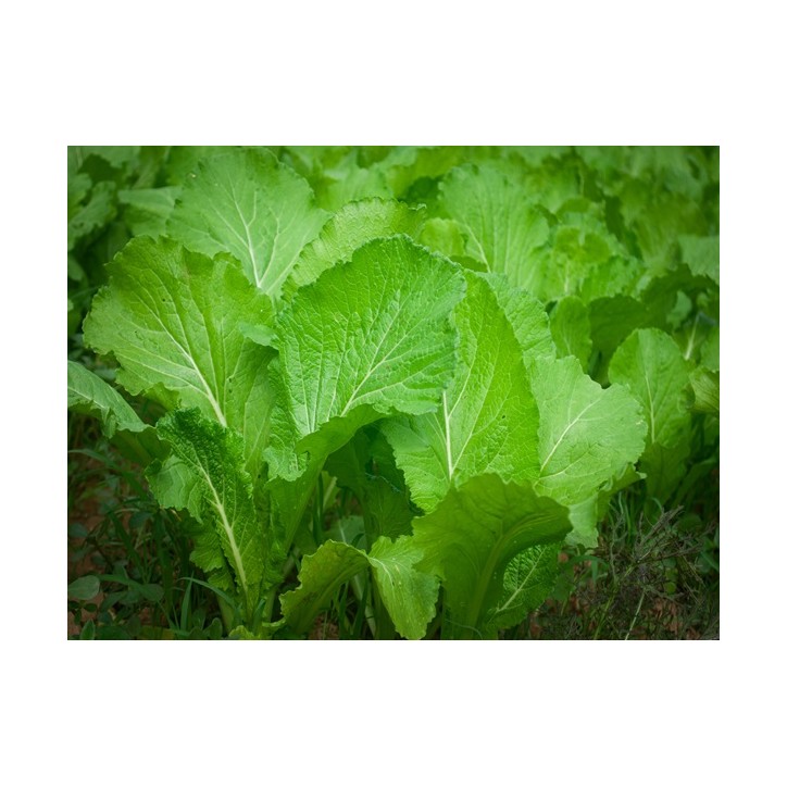 Florida Broadleaf Mustard