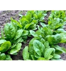 Giant Noble Spinach