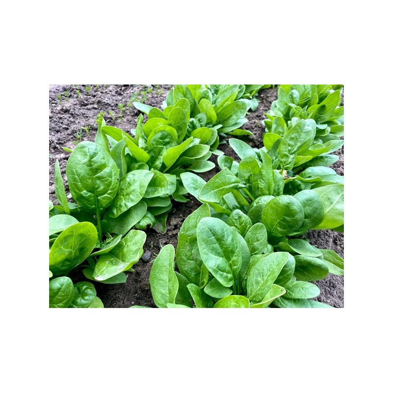 Giant Noble Spinach