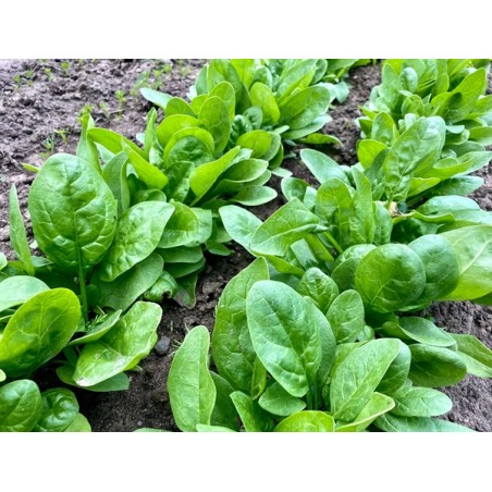 Giant Noble Spinach