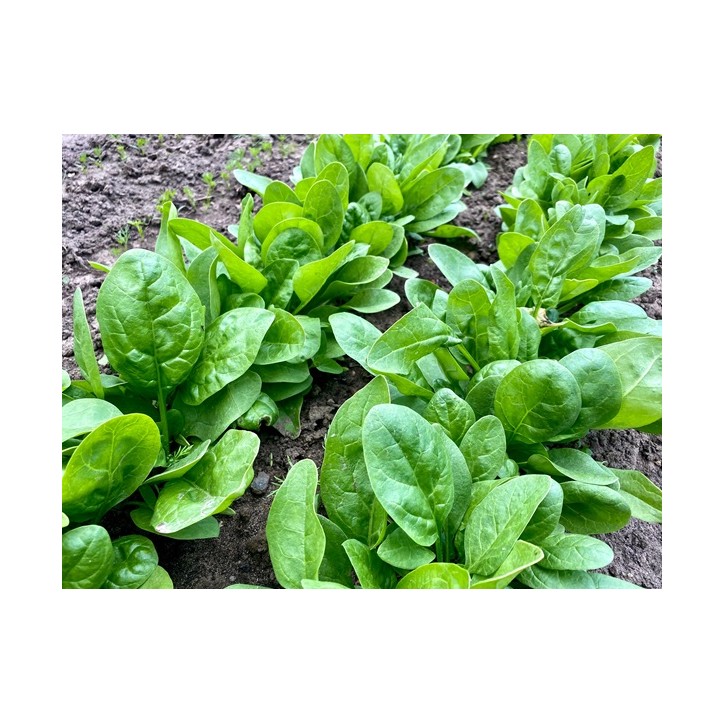 Spinach Seeds, Giant Noble