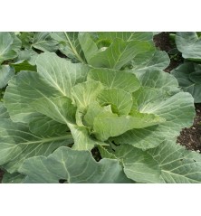 Golden Acre Cabbage