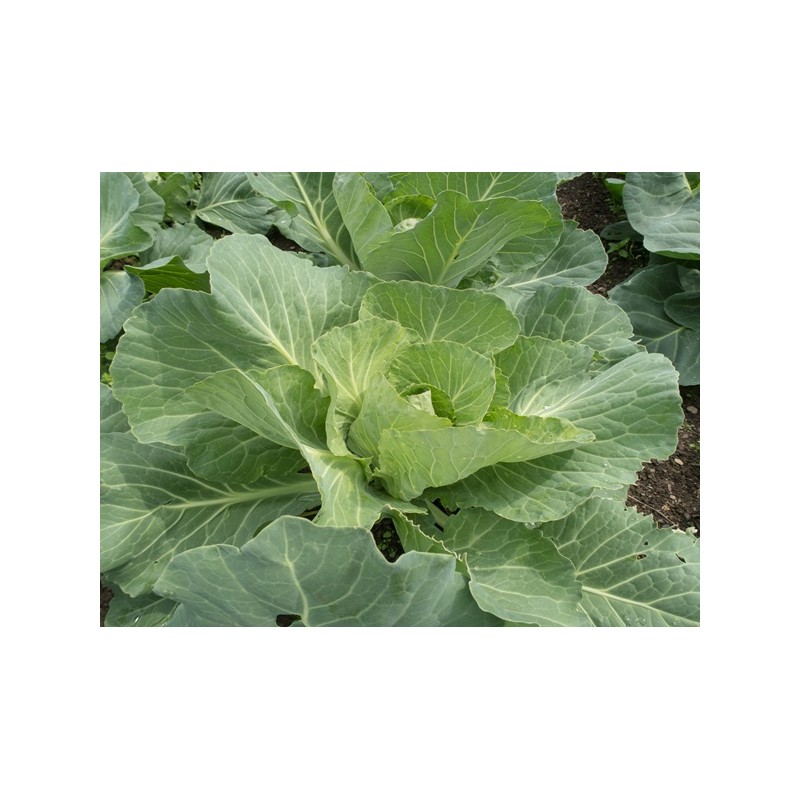 Golden Acre Cabbage