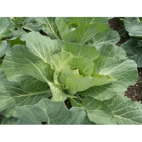 Golden Acre Cabbage