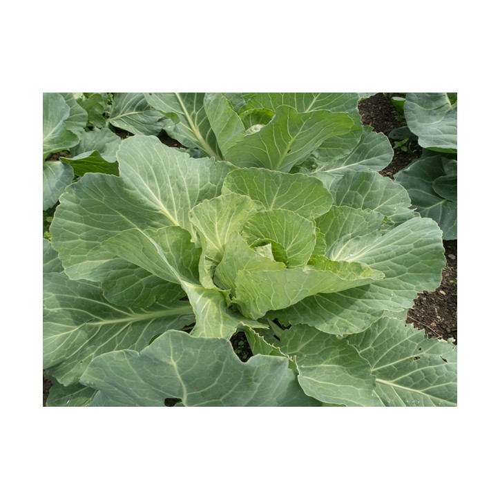Cabbage Seeds, Golden Acre