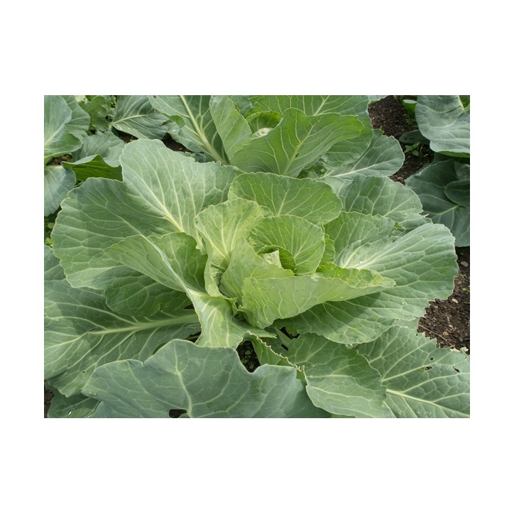 Golden Acre Cabbage