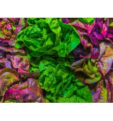 Gourmet Leaf Lettuce Blend Seeds