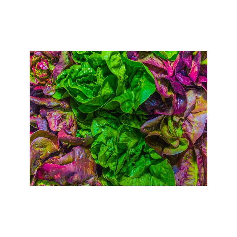 Gourmet Leaf Lettuce Blend Seeds