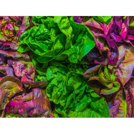 Gourmet Leaf Lettuce Blend Seeds