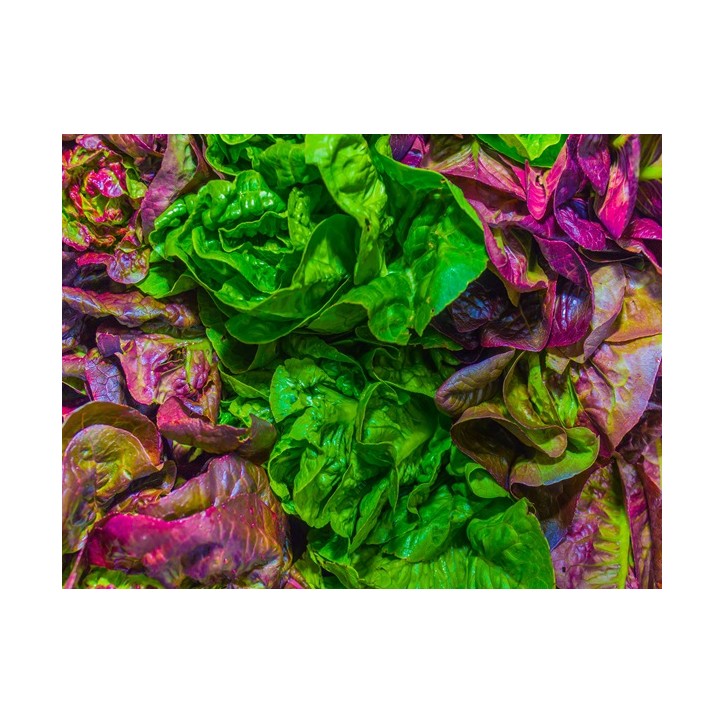 Gourmet Leaf Lettuce Blend