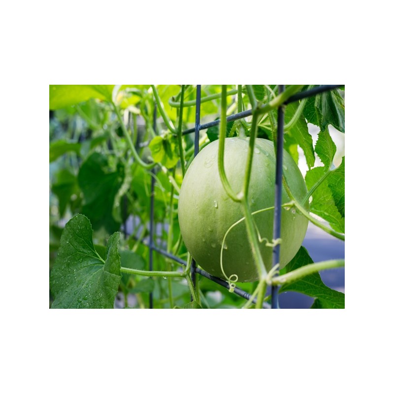 Honeydew Melon