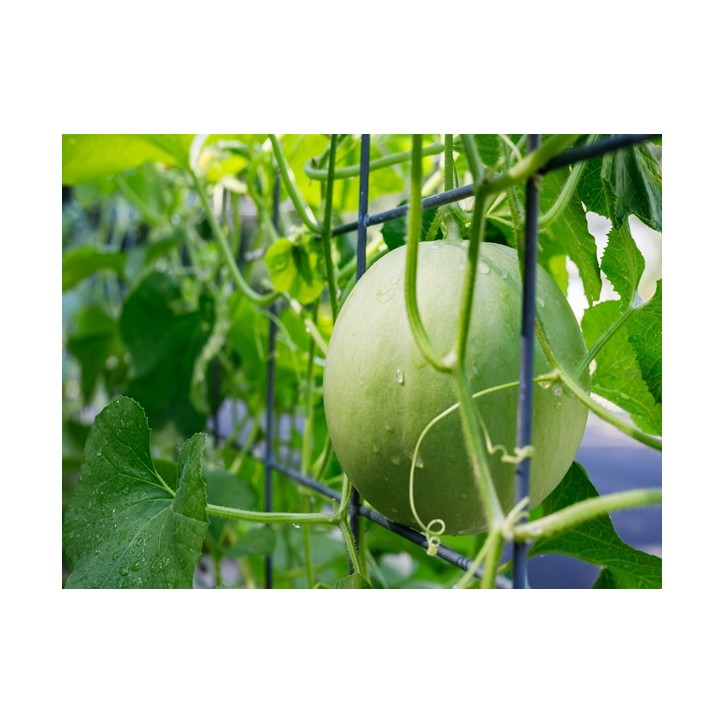 Honeydew Melon