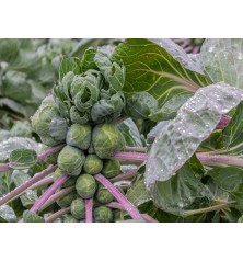 Long Island Brussels Sprouts Seeds