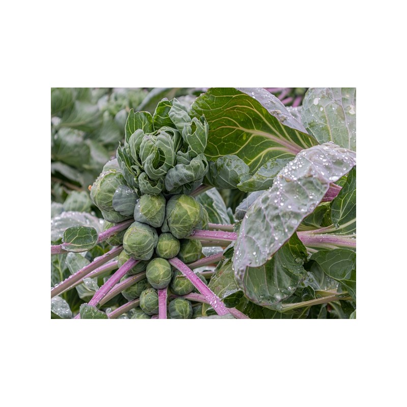 Long Island Brussels Sprouts Seeds