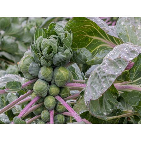 Long Island Brussels Sprouts Seeds