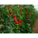 Tomato Seeds - Large Red Cherry